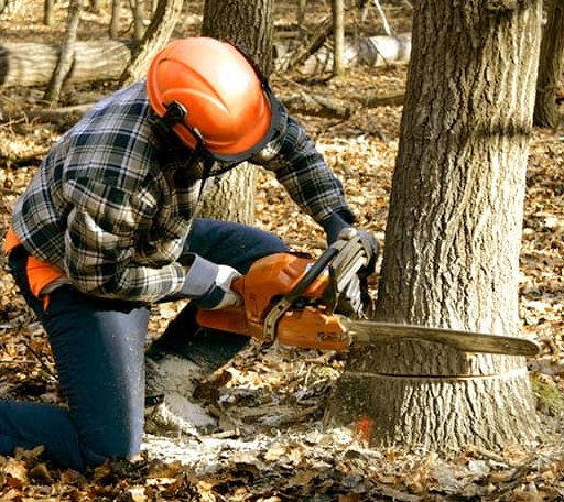 Tree Removal in Criders, VA